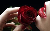 Red Rose 13