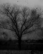 Inga träd växer i mörker