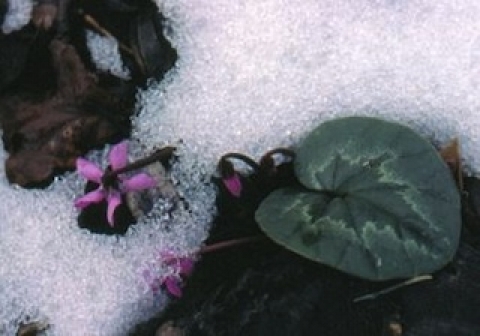 Vårblommor