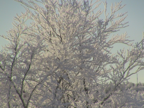January rime white frost trees