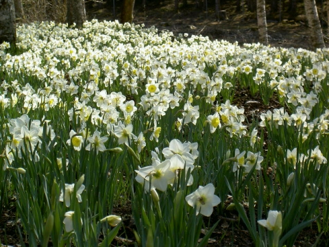 Daffodiles-lysande sjungande påskliljor i mängd på Påskdagen 2011 © emca