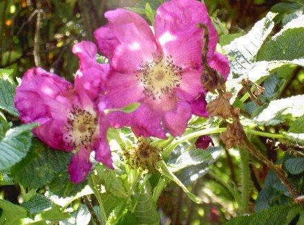 Blomster - hav (2011)©2011 emca