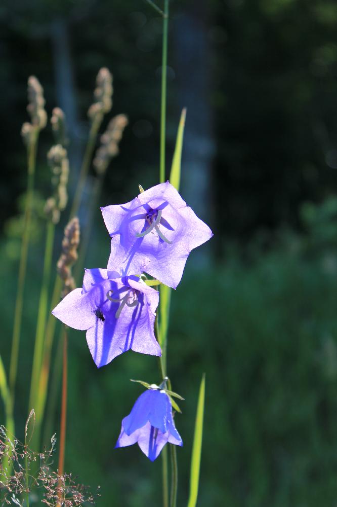 The Blue Bell, Blå Klockor©2013 emca
